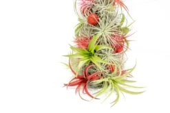 PRE-ORDER: 12 Inch Tall Handmade Air Plant Christmas Tree With 50 Living Tillandsias -Air Plant World AirPlantTillandsiaChristmasTree 10 051c1355 0d01 4962 aafa d3e717232c11