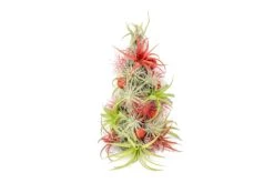 PRE-ORDER: 12 Inch Tall Handmade Air Plant Christmas Tree With 50 Living Tillandsias -Air Plant World AirPlantTillandsiaChristmasTree 7 61fa093d 8627 40dc b619 cf639613a911