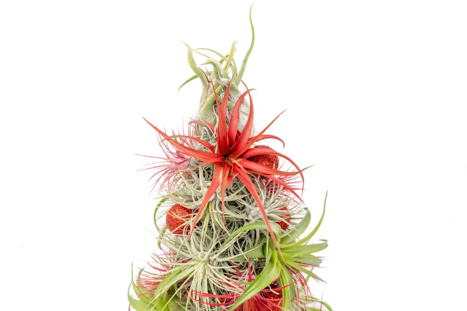 BULK DISCOUNT PRE-ORDER: 12 Inch Tall Handmade Air Plant Christmas Tree With 50 Living Tillandsias 4 BULK DISCOUNT PRE-ORDER: 12 Inch Tall Handmade Air Plant Christmas Tree With 50 Living Tillandsias - Image 4