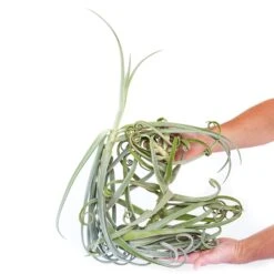 Tillandsia Duratii - Multiple Sizes - Limited Quantities 22 Tillandsia Duratii - Multiple Sizes - Limited Quantities -Air Plant World Air Plant TillandsiDuratii