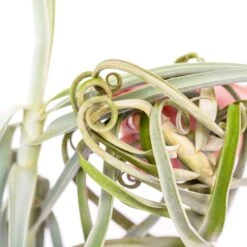 Tillandsia Duratii - Multiple Sizes - Limited Quantities 24 Tillandsia Duratii - Multiple Sizes - Limited Quantities -Air Plant World Air Plant Tillandsia Duratii2