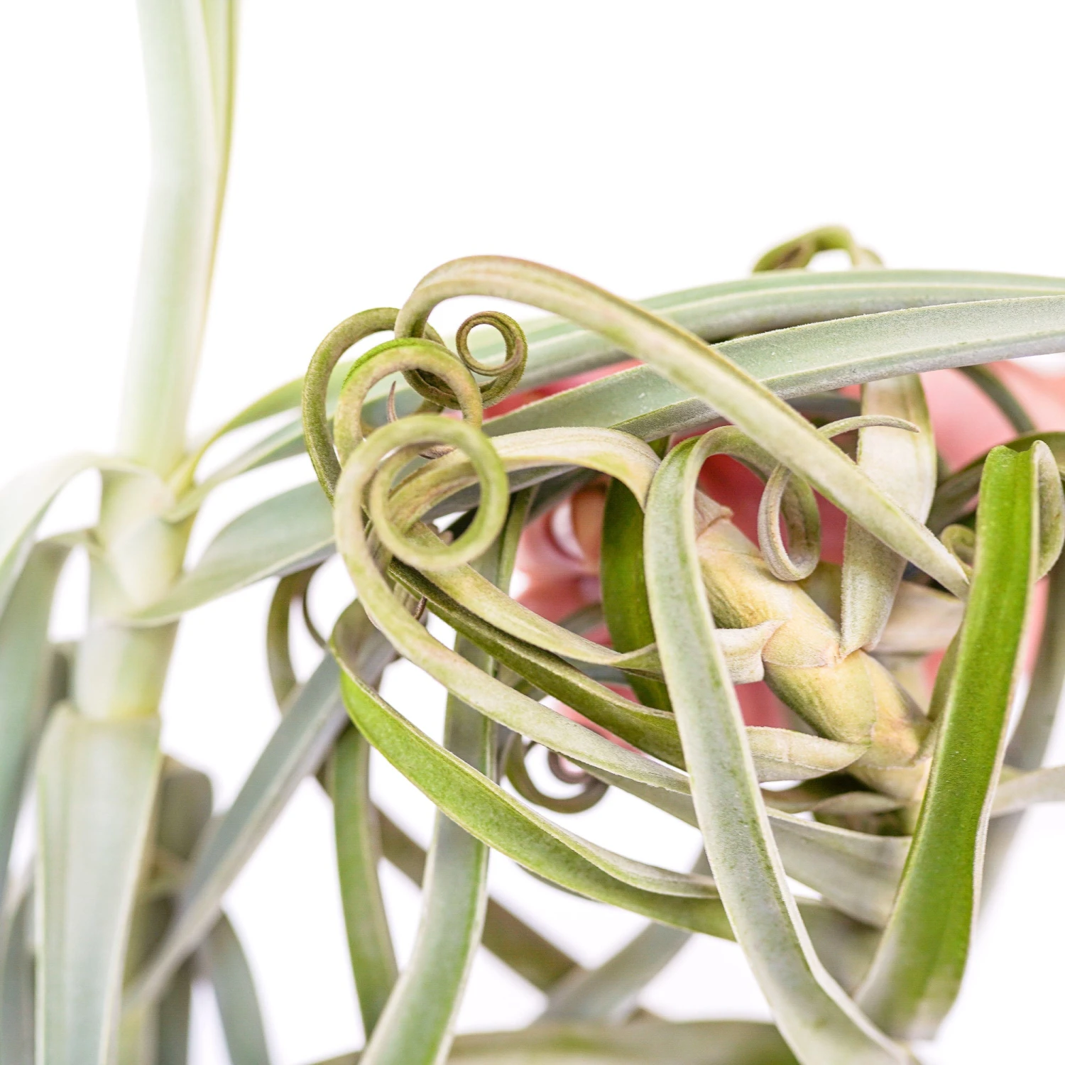 Tillandsia Duratii - Multiple Sizes - Limited Quantities 10 Tillandsia Duratii - Multiple Sizes - Limited Quantities - Image 10