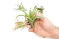 Tillandsia Abdita Brachycaulos Air Plants - Set Of 10, 20 Or 30 - 60% Off -Air Plant World Air Plant Tillandsia Abdita 1 1