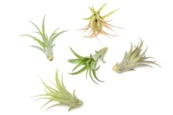 Tillandsia Abdita Brachycaulos Air Plants -Air Plant World Air Plant Tillandsia Abdita 2 2b448844 4e4a 4aa8 b698 1f2196f8ca2f