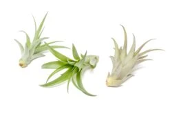 Tillandsia Abdita Brachycaulos Air Plants - Set Of 10, 20 Or 30 - 60% Off -Air Plant World Air Plant Tillandsia Abdita 3 3