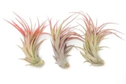 Large Tillandsia Abdita Brachycaulos Air Plants / 5-6 Inch Plants -Air Plant World Air Plant Tillandsia Abdita Large Blush 1