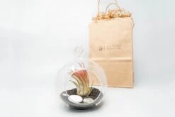 Gift Wrapped Terrarium Kits With Tillandsia Air Plants -Air Plant World Air Plant Tillandsia Accessory 68