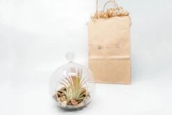 Gift Wrapped Terrarium Kits With Tillandsia Air Plants -Air Plant World Air Plant Tillandsia Accessory 69