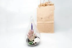 Gift Wrapped Terrarium Kits With Tillandsia Air Plants -Air Plant World Air Plant Tillandsia Accessory 71