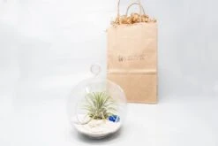 Gift Wrapped Terrarium Kits With Tillandsia Air Plants -Air Plant World Air Plant Tillandsia Accessory 72