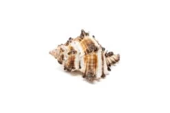 Longspine Murex Seashell With Tillandsia Ionantha Air Plant -Air Plant World Air Plant Tillandsia Accessory Black Murex Shell 5 1