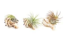 Longspine Murex Seashell With Tillandsia Ionantha Air Plant -Air Plant World Air Plant Tillandsia Accessory Black Murex Shell 7