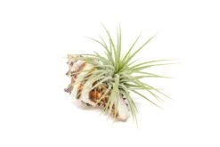 Sets Of 3, 6, Or 9 Longspine Murex Seashells With Tillandsia Ionantha Air Plants -Air Plant World Air Plant Tillandsia Accessory Black Murex Shell 8 1d900fd3 4b31 4bce 9fb6 3bdcb72a160b