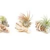 Sets Of 3, 6, Or 9 Longspine Murex Seashells With Tillandsia Ionantha Air Plants