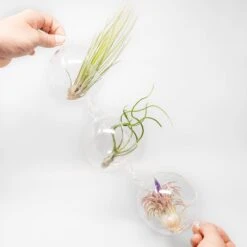 Hanging Globe Terrariums With Double-Hooks -Air Plant World Air Plant Tillandsia Accessory Double Hook Terrarium Plants 4