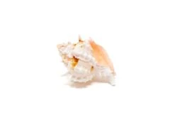 Pink Murex Seashells With Tillandsia Ionantha Air Plants -Air Plant World Air Plant Tillandsia Accessory Pink Murex Shell 1 6fb1dfbb a1a9 44f2 aee8 a961ed840050