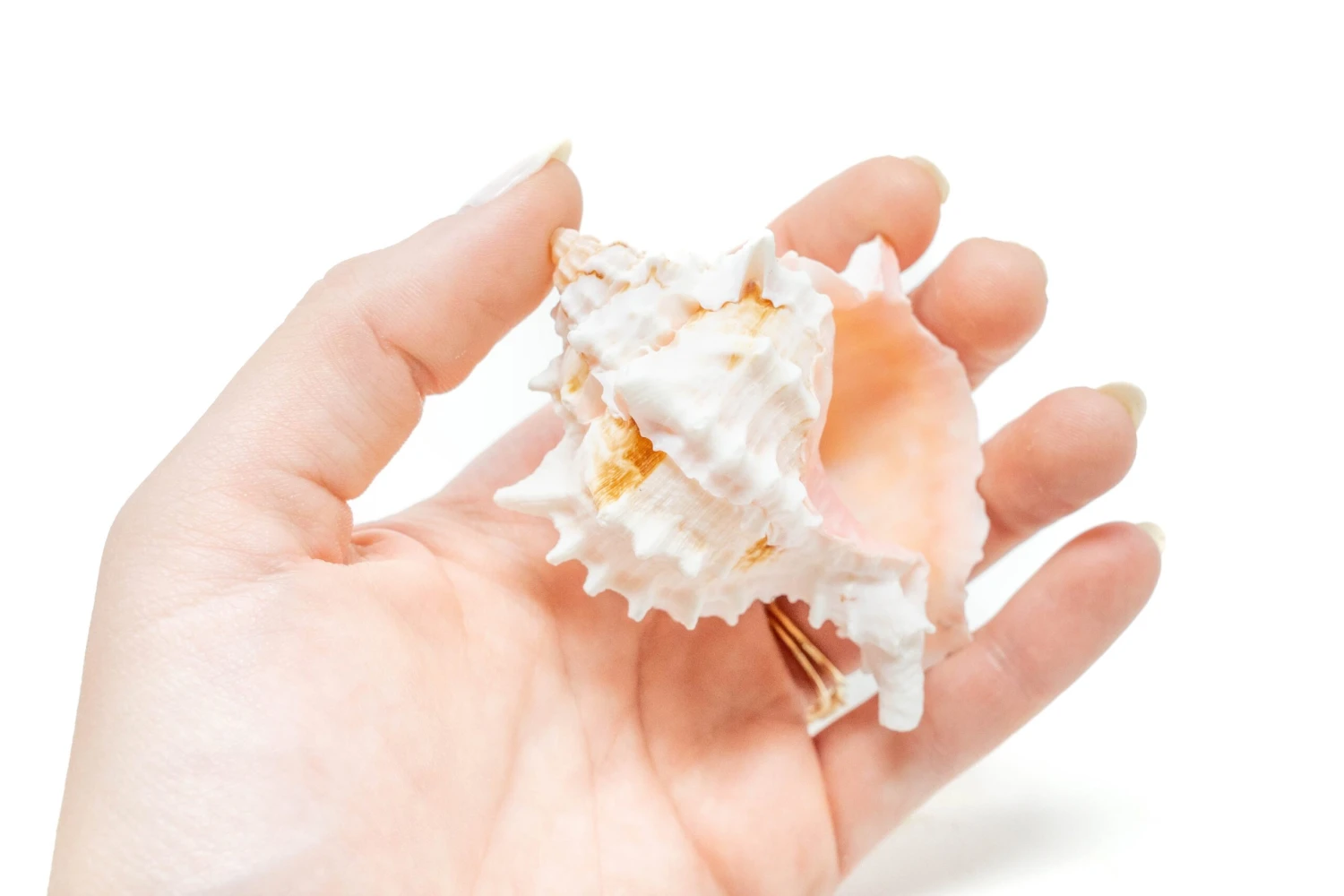 Pink Murex Seashell With Tillandsia Velutina Air Plant 3 Pink Murex Seashell With Tillandsia Velutina Air Plant - Image 3