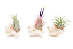 Pink Murex Seashell With Tillandsia Ionantha Air Plant 7 Pink Murex Seashell With Tillandsia Ionantha Air Plant -Air Plant World Air Plant Tillandsia Accessory Pink Murex Shell 4