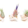Pink Murex Seashells With Tillandsia Ionantha Air Plants