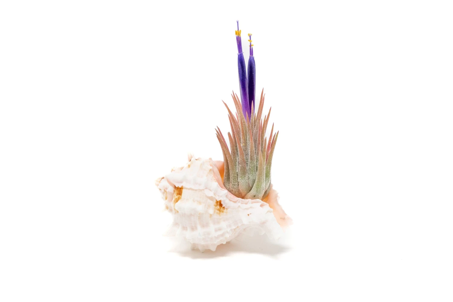 Pink Murex Seashell With Tillandsia Ionantha Air Plant 1 Pink Murex Seashell With Tillandsia Ionantha Air Plant