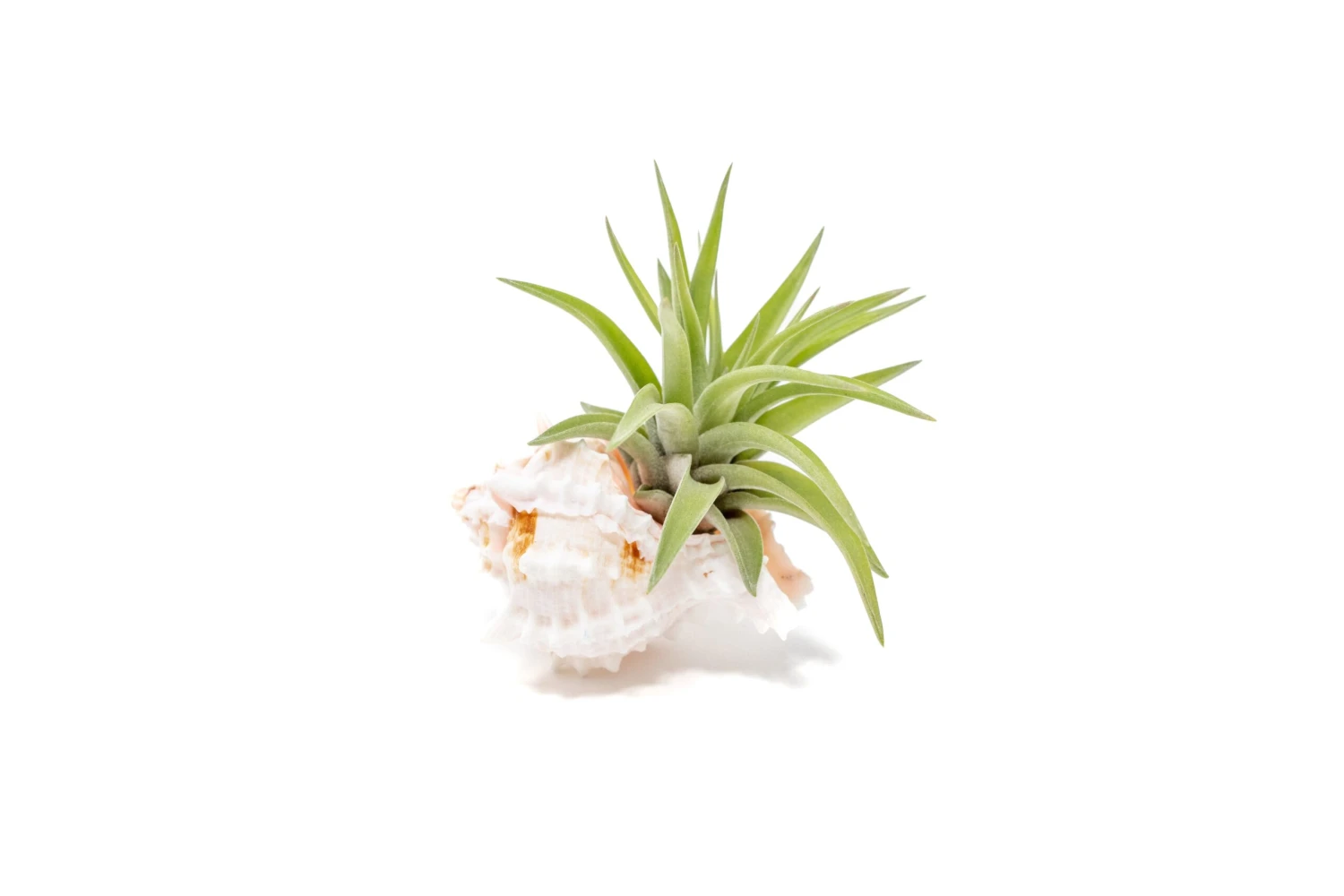 Pink Murex Seashell With Tillandsia Velutina Air Plant 1 Pink Murex Seashell With Tillandsia Velutina Air Plant