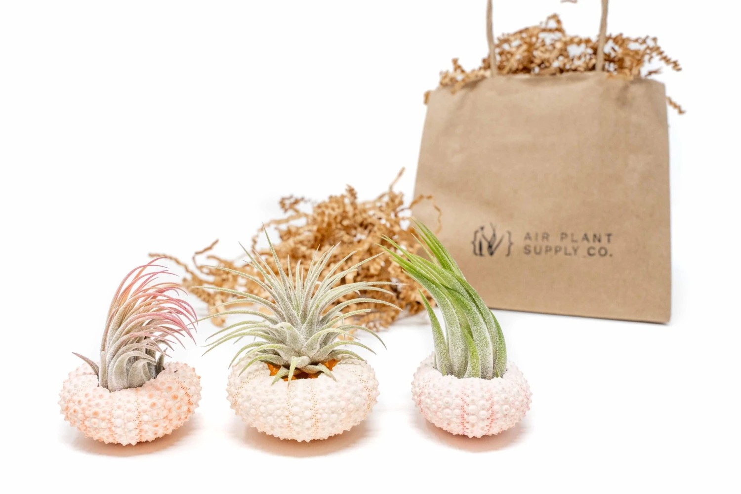 Gift Wrapped Pink Urchins With Tillandsia Air Plants 1 Gift Wrapped Pink Urchins With Tillandsia Air Plants