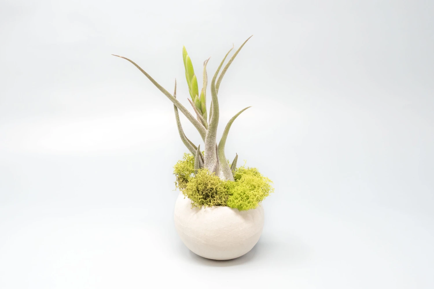 Natural Seed Pod Container With Assorted Tillandsia Air Plant 2 Natural Seed Pod Container With Assorted Tillandsia Air Plant - Image 2