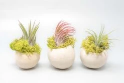 Natural Seed Pod Containers With Tillandsia Ionantha Air Plants -Air Plant World Air Plant Tillandsia Accessory Seed Pod 3 1