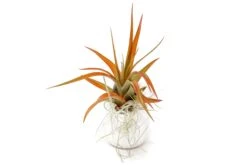 Small Ivory Ceramic Vase With Tillandsia Red Abdita And Spanish Moss