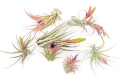 SALE - Tillandsia Air Plant Color, Blush & Bud Pack - Set Of 10 Or 20 - 35% Off -Air Plant World Air Plant Tillandsia Blooming Plants 2