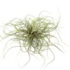 Tillandsia Butzii Air Plant Clumps