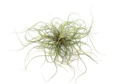Tillandsia Butzii Air Plant Clumps