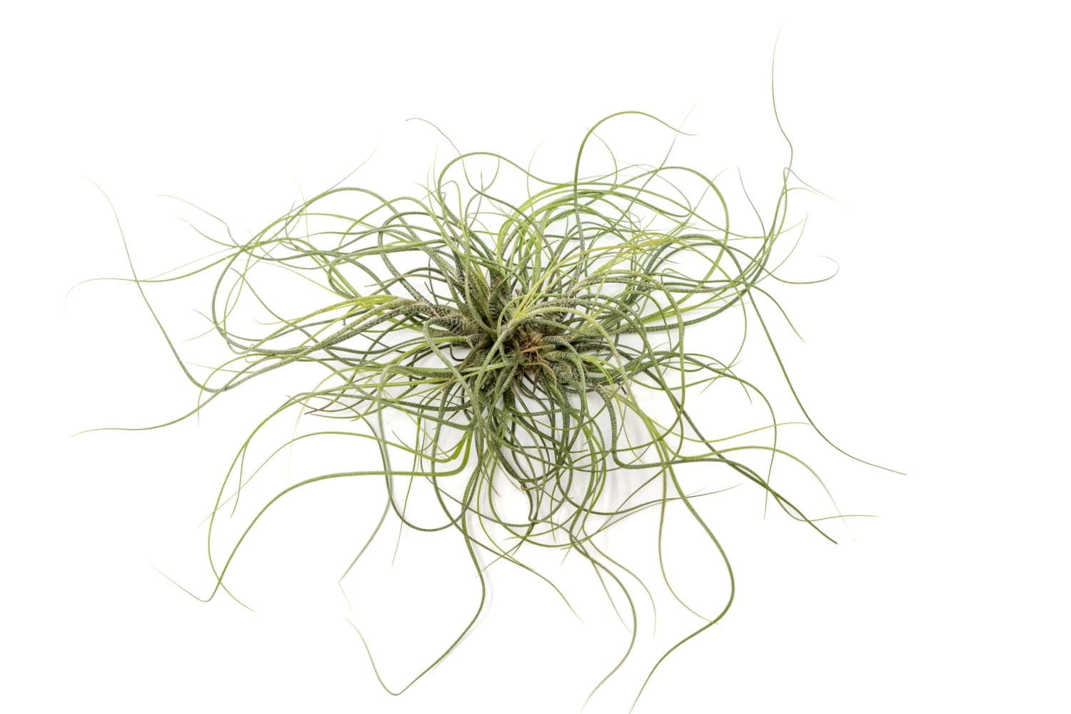 Tillandsia Butzii Air Plant Clumps 1 Tillandsia Butzii Air Plant Clumps