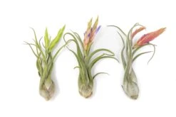 SALE - Tillandsia Caput Medusae Air Plants - Set Of 10 Or 20 - 70% Off 10 SALE - Tillandsia Caput Medusae Air Plants - Set Of 10 Or 20 - 70% Off -Air Plant World Air Plant Tillandsia Caput Medusae Bloom 1