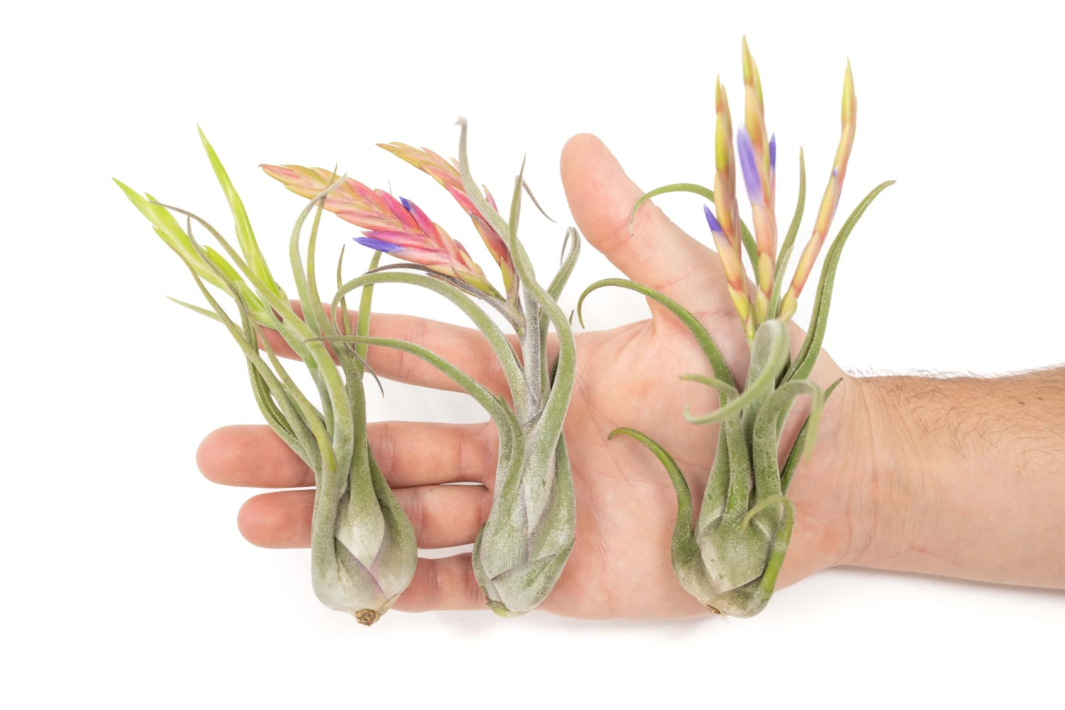 SALE - Tillandsia Caput Medusae Air Plants - Set Of 10 Or 20 - 70% Off 2 SALE - Tillandsia Caput Medusae Air Plants - Set Of 10 Or 20 - 70% Off - Image 2