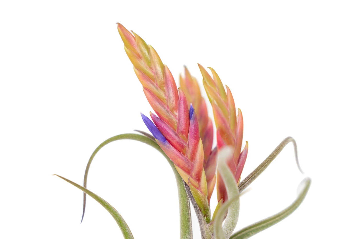 SALE - Tillandsia Caput Medusae Air Plants - Set Of 10 Or 20 - 70% Off 5 SALE - Tillandsia Caput Medusae Air Plants - Set Of 10 Or 20 - 70% Off - Image 5