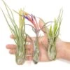 Large Tillandsia Caput Medusae Air Plants / 5-8 Inch Plants