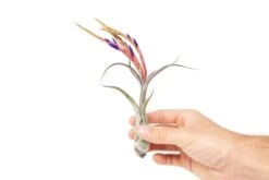 Large Tillandsia Caput Medusae Air Plants / 5-8 Inch Plants -Air Plant World Air Plant Tillandsia Caput Medusae Large Bloom 2