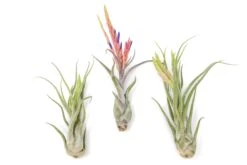 Large Tillandsia Caput Medusae Air Plants / 5-8 Inch Plants -Air Plant World Air Plant Tillandsia Caput Medusae Large Bloom 3