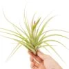 Tillandsia Cuicatlan Air Plants - Rare