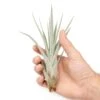 Tillandsia Fasciculata Tricolor Golden Torch Air Plants