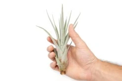 SALE - Large Tillandsia Fasciculata Tricolor Air Plants - Set Of 5 Or 10 - 50% Off -Air Plant World Air Plant Tillandsia Fasciculata Large 1 fb2ec379 b795 4a2d ba6e 5bc6ee2e837d