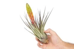Tillandsia Fasciculata Tricolor Golden Torch Air Plants -Air Plant World Air Plant Tillandsia Fasciculata Large Bloom 1 2efa1100 e146 4d16 b634 cf99a404819d