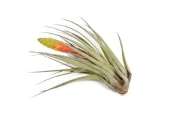 Tillandsia Fasciculata Tricolor Golden Torch Air Plants -Air Plant World Air Plant Tillandsia Fasciculata Large Bloom 2 2bb661cc f80d 4bd3 a847 03d1a2680da0