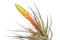 SALE - Large Tillandsia Fasciculata Tricolor Air Plants - Set Of 5 Or 10 - 50% Off -Air Plant World Air Plant Tillandsia Fasciculata Large Bloom 3 dc7ef727 b037 42c4 84ee 9f7604d34e77