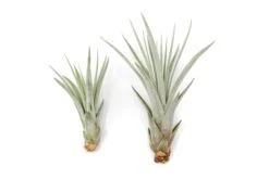 Air Plant World -Air Plant World Air Plant Tillandsia Fasciculata Reg Large 1 96dc086d 5e98 474f 87ed 5ec04c75ccda