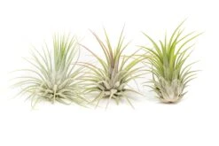 Large Tillandsia Ionantha Guatemala Air Plants -Air Plant World Air Plant Tillandsia Ionantha Guatemala 2