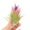 SALE - Large Tillandsia Ionantha Rubra Air Plants - Set Of 10 Or 20 - 40% Off