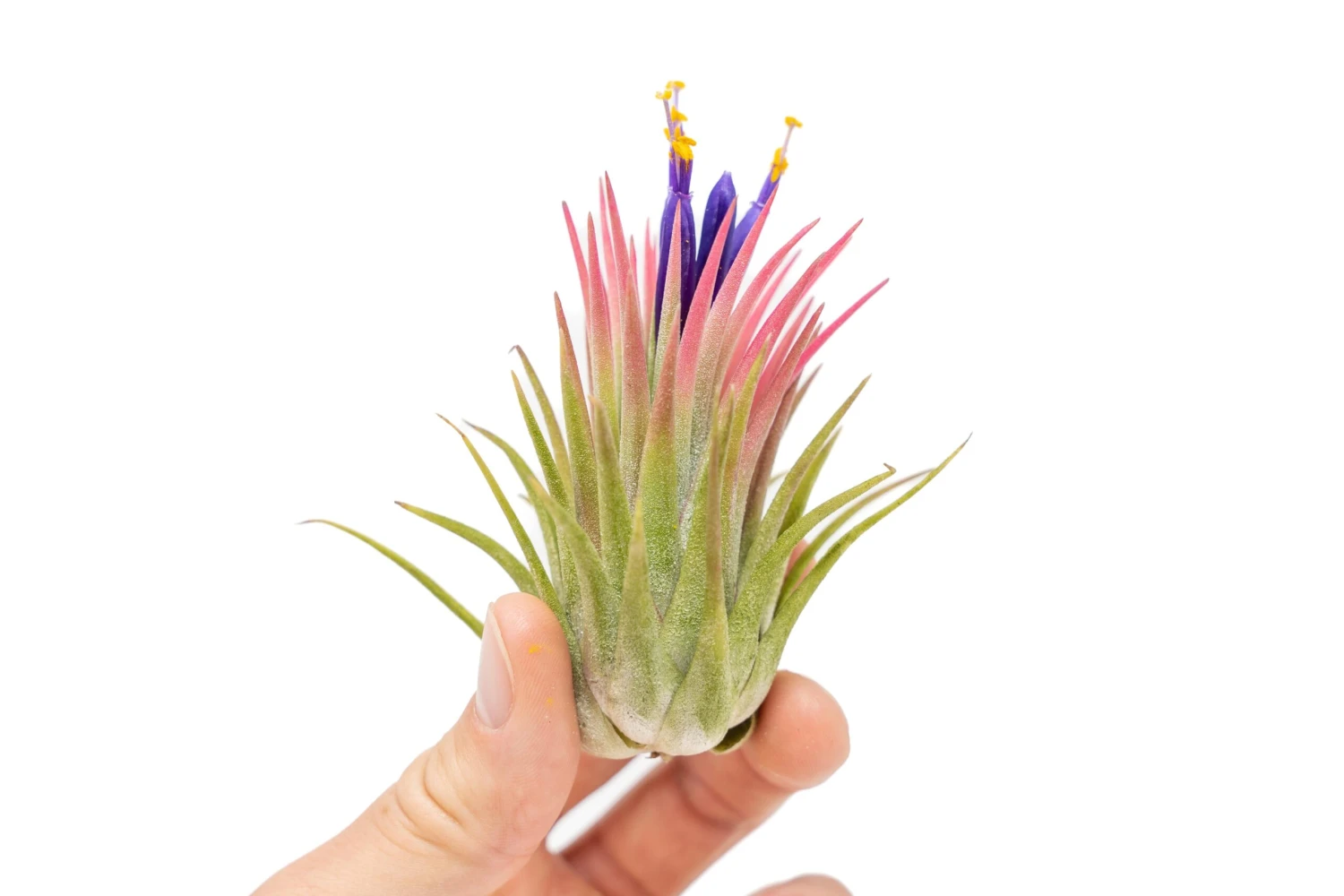 SALE - Large Tillandsia Ionantha Rubra Air Plants - Set Of 10 Or 20 - 40% Off 1 SALE - Large Tillandsia Ionantha Rubra Air Plants - Set Of 10 Or 20 - 40% Off