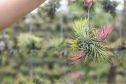 Tillandsia Ionantha Rubra Hanging Clusters With Hook For Hanging -Air Plant World Air Plant Tillandsia Ionantha Rubra Cluster Clump